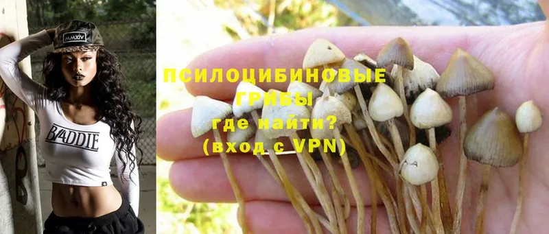 где найти наркотики  Новокубанск  Псилоцибиновые грибы Cubensis 